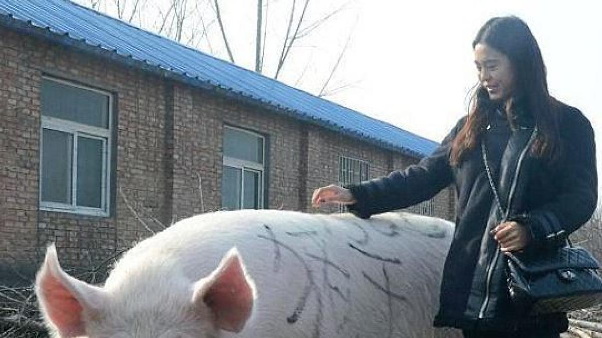 Un Ejemplar De 749 Kilos Coronado En China Como Rey De Los Cerdos
