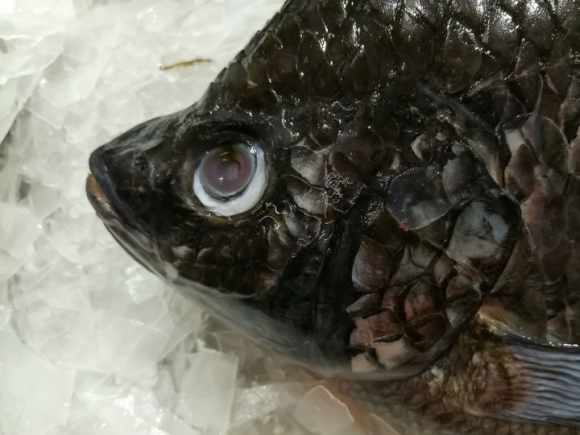 El estado de los ojos y la textura de las escamas son indicativos de un pescado en mal estado.