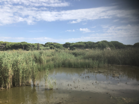 Una de las zonas de La Ricarda, la reserva natural cercana al aeropuerto de El Prat