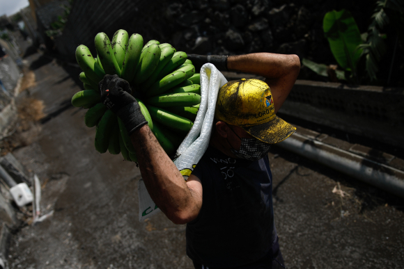 Un agricultor lleno de ceniza recoge una piña de plátanos, antes de que la lava del volcán de Cumbre Vieja llegue a las plantaciones.
