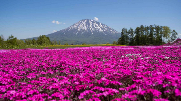 Niseko está rodeada por el magnífico monte Yotei conocido como el monte Fuji de Hokkaido y el prístino río Shiribetsu.