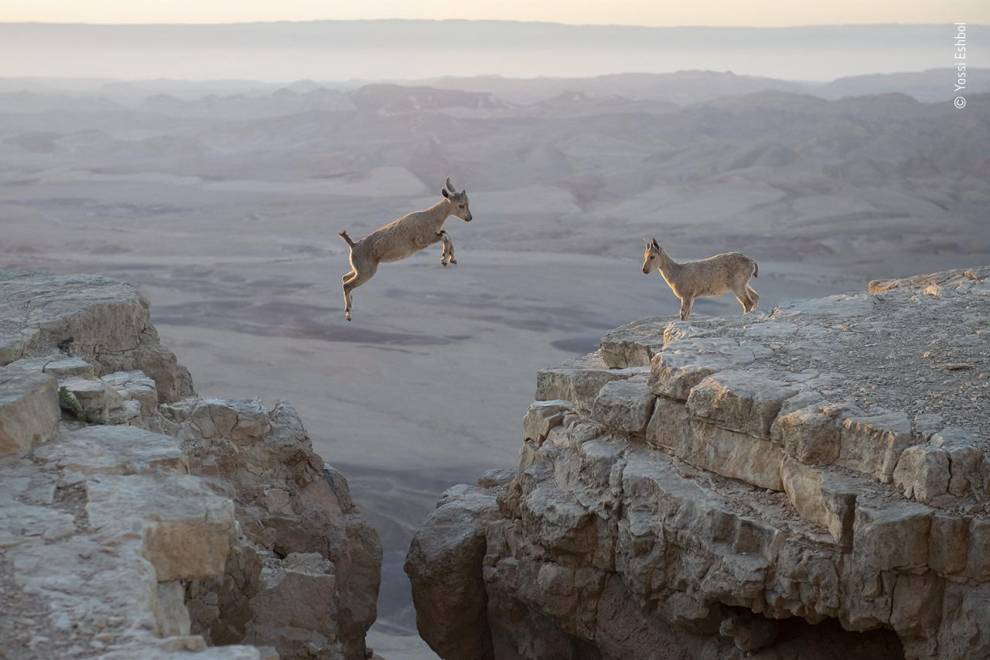 Yossi sabía que la manada de cabras montesas tomaba la misma ruta para encontrar agua y comida todas las mañanas, por lo que estaba en posición antes del amanecer.