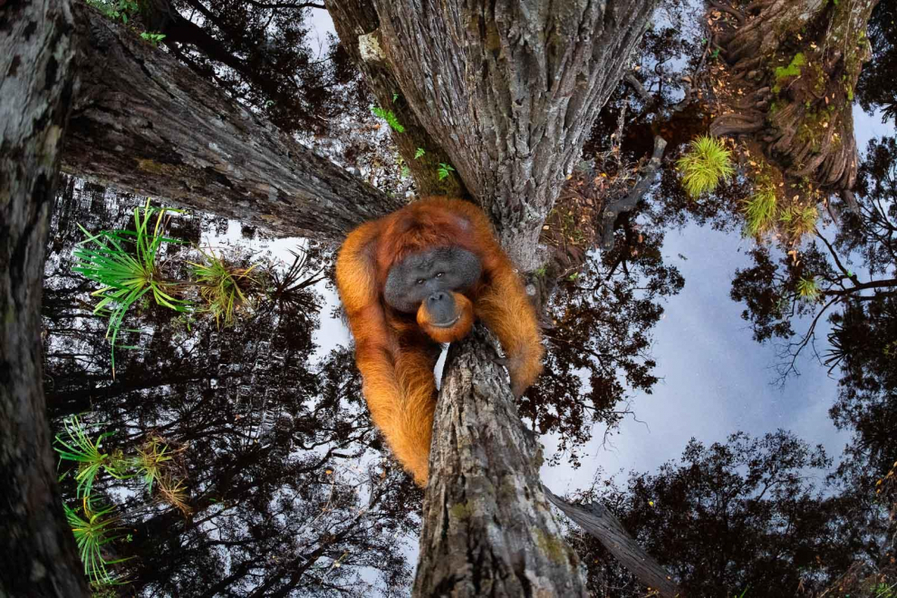 Ganador Nature TTL fotografía del año 2021.
Tras pasar unos días en Borneo, esta escena quedó grabada en mi mente. Para tomar esta fotografía, seleccioné un árbol que estaba en el agua para poder tener un reflejo del cielo y sus hojas en el árbol. El agua formó un espejo, haciendo que la imagen pareciera invertida.