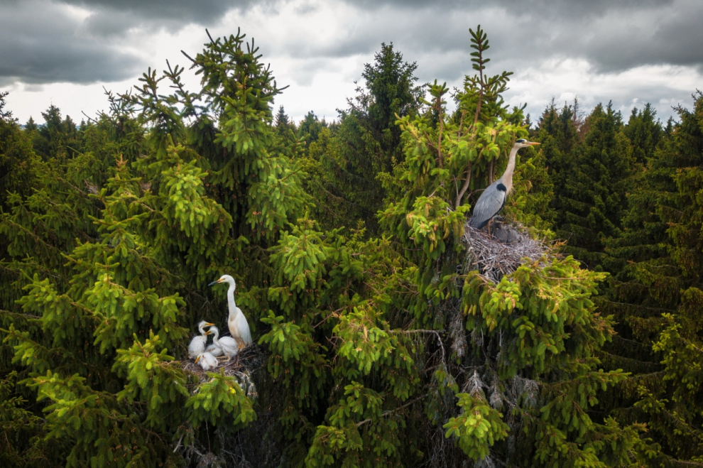 Muchos piensan que las garzas hacen nidos en juncos o en un pantano. De hecho, anidan en las copas de árboles enormes y con un dron a veces es posible verlos.