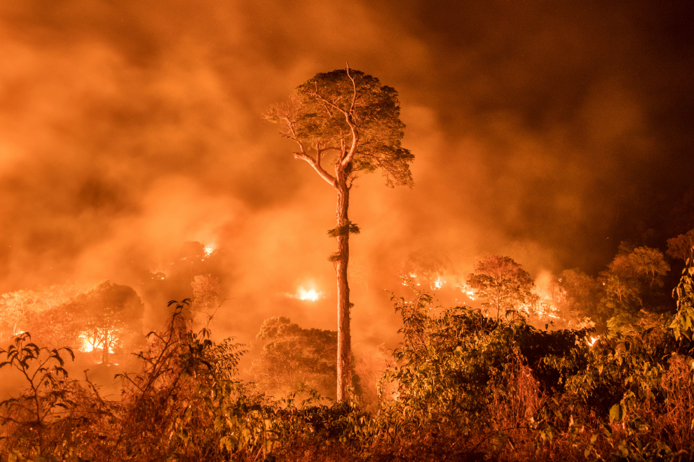 Inicialmente encendido para despejar tierras forestales para la agricultura y la ganadería, un fuego ardió sin control en el Amazonas.