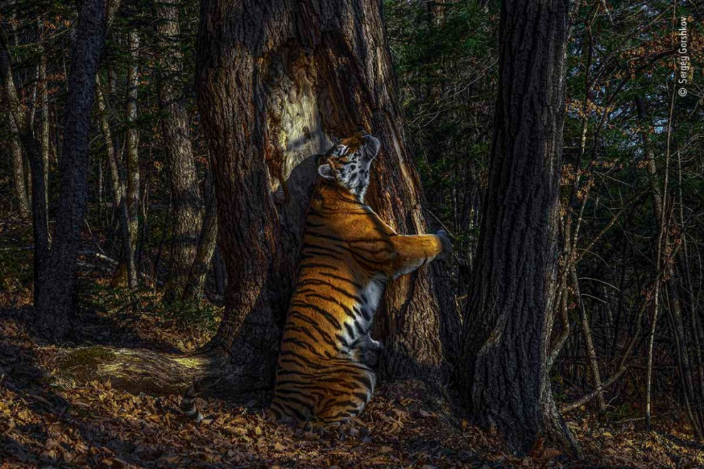 Sergey recorrió el bosque en busca de señales de tigres de Amur o siberianos, buscando el mejor lugar para instalar su cámara trampa. Sabía que sus posibilidades de fotografiar uno eran escasas, pero estaba decidido. "A partir de entonces, no pude pensar en nada más", dice Sergey. Después de 10 meses, su dedicación valió la pena: capturó este magnífico tigre en su hábitat salvaje.