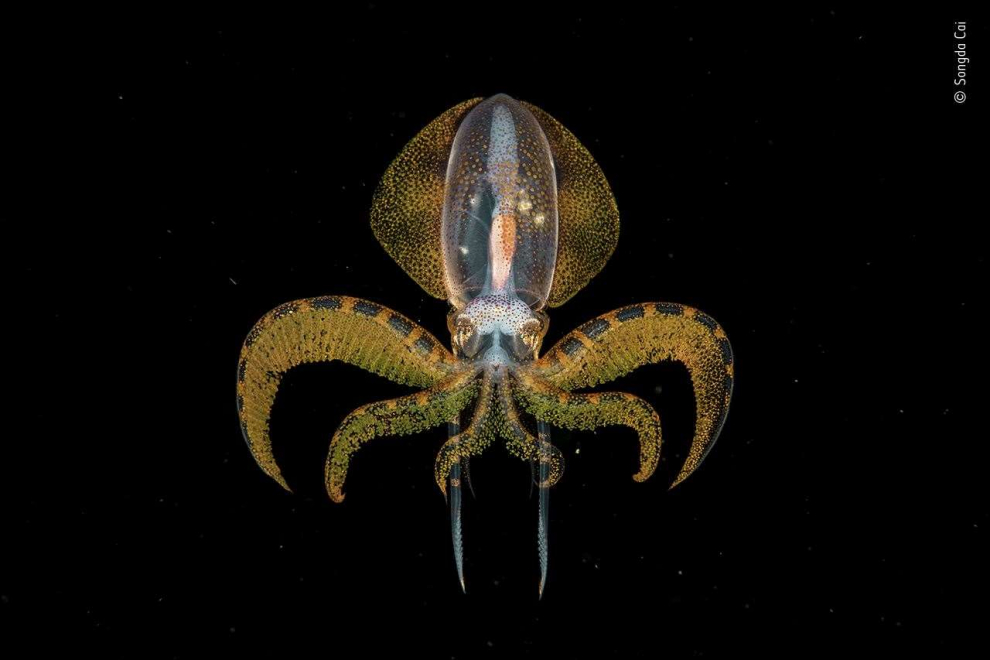 En una inmersión nocturna, Songda vio todo tipo de larvas y animales diminutos que migraban desde las profundidades del océano, al amparo de la oscuridad, para alimentarse del fitoplancton o microalgas que habita en la superficie. Luego vino este magnífico calamar de lomo de diamante.