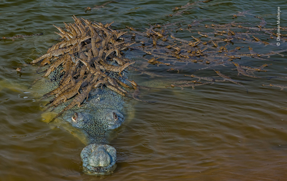 Dhritiman pasó muchos días mirando gaviales desde la orilla del río en silencio para no molestarlos. Finalmente capturó esta imagen de un macho grande de cuatro metros de largo, identificado por el crecimiento bulboso en la punta de su hocico.