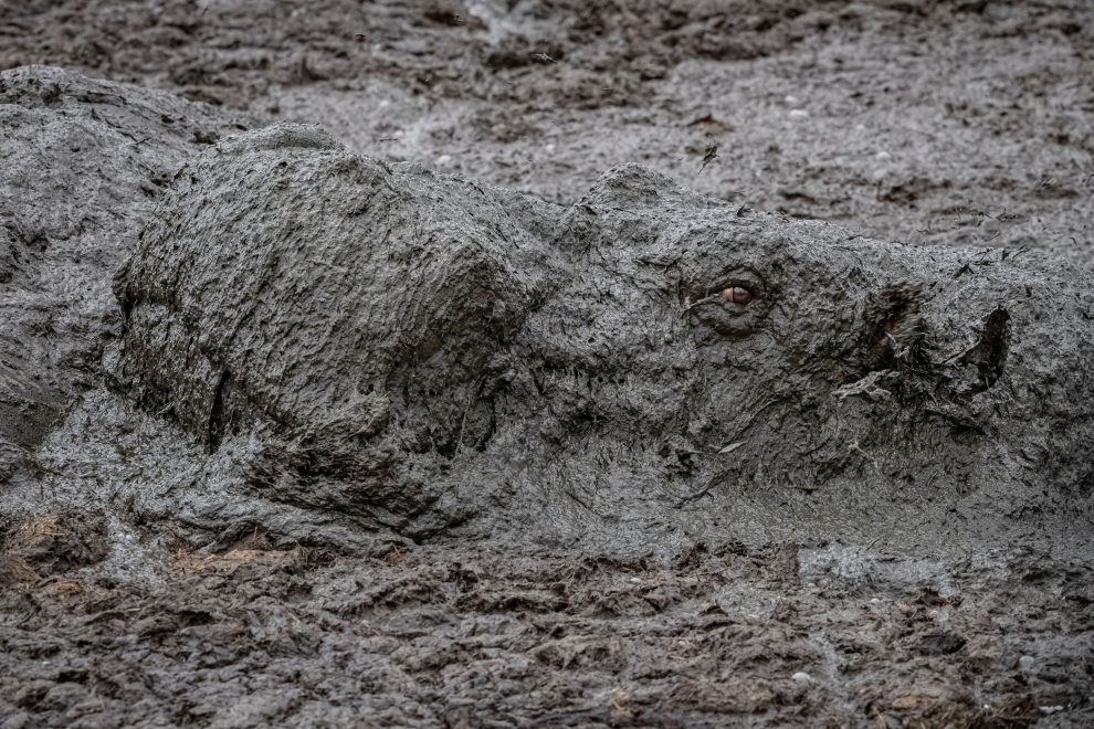 Un ojo parpadeó en el charco de barro azotado por la sequía cuando el hipopótamo emergió para tomar aire.
