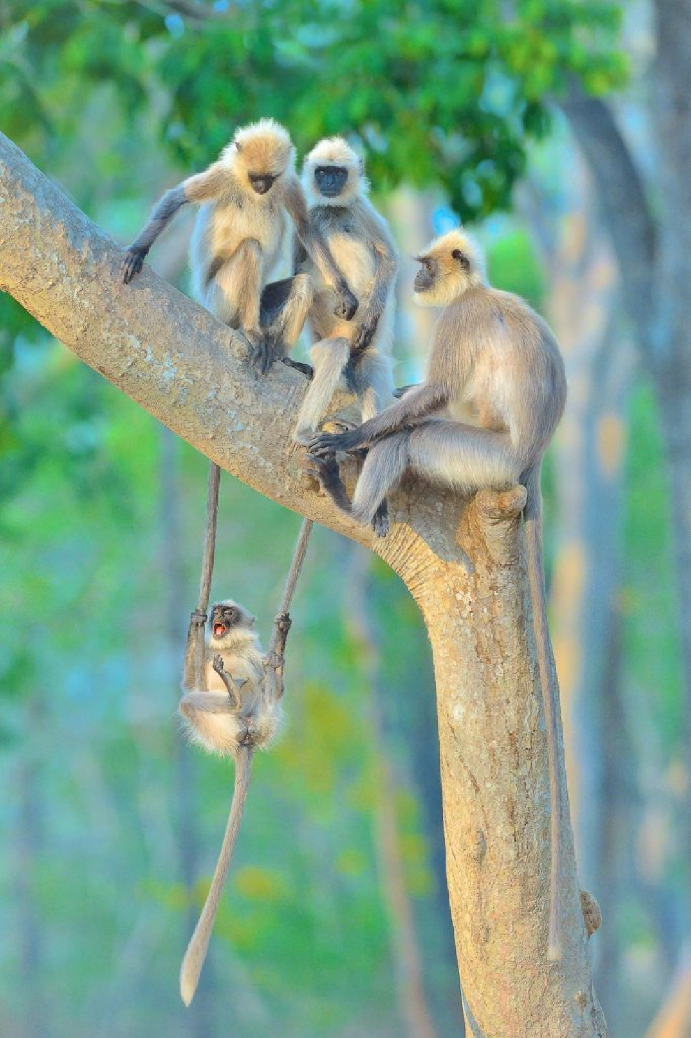 Un grupo de langures grises de patas negras se encuentran en un árbol mientras un bebé juguetón disfrutaba del tiempo en familia y jugaba con sus padres balanceándose sobre sus colas y cayéndose, y luego inmediatamente trepando hacia atrás y comenzando de nuevo. La fotografía fue tomada en el Parque Nacional Bandipur en India.