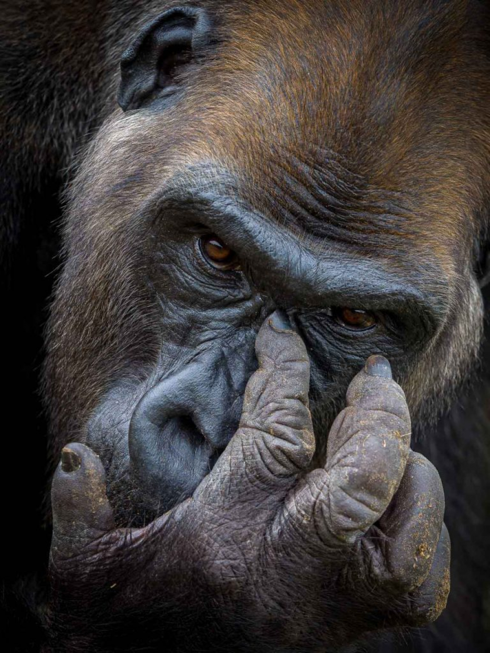 Finalista categoría Retratos Salvajes. Retrato de un gorila occidental de las tierras bajas llamado Kangu, que vive en la reserva Lesio Louna en la República del Congo. Kangu tiene ahora veinte años, la mayor parte de los cuales los ha pasado en el zoológico de Londres. Ahora se está adaptando a vivir en la naturaleza y con suerte pronto podrá regresar al bosque.