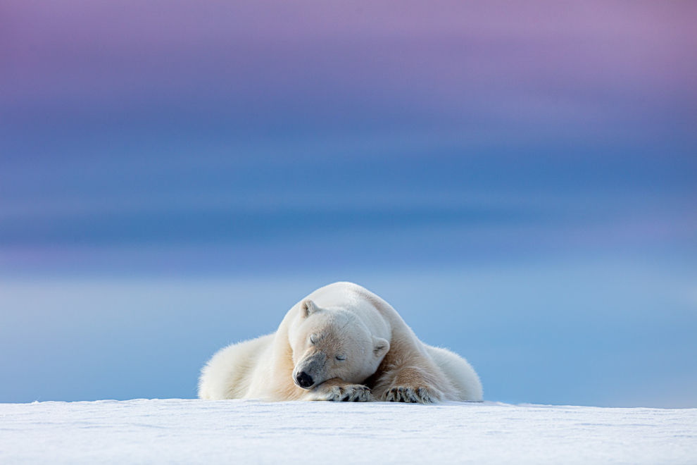 Ganador categoría Retratos Salvajes. Este oso polar descansa sobre una cresta nevada en Svalbard, Noruega. Los suaves cielos de la tarde crearon el telón de fondo perfecto para un "oso dormido".