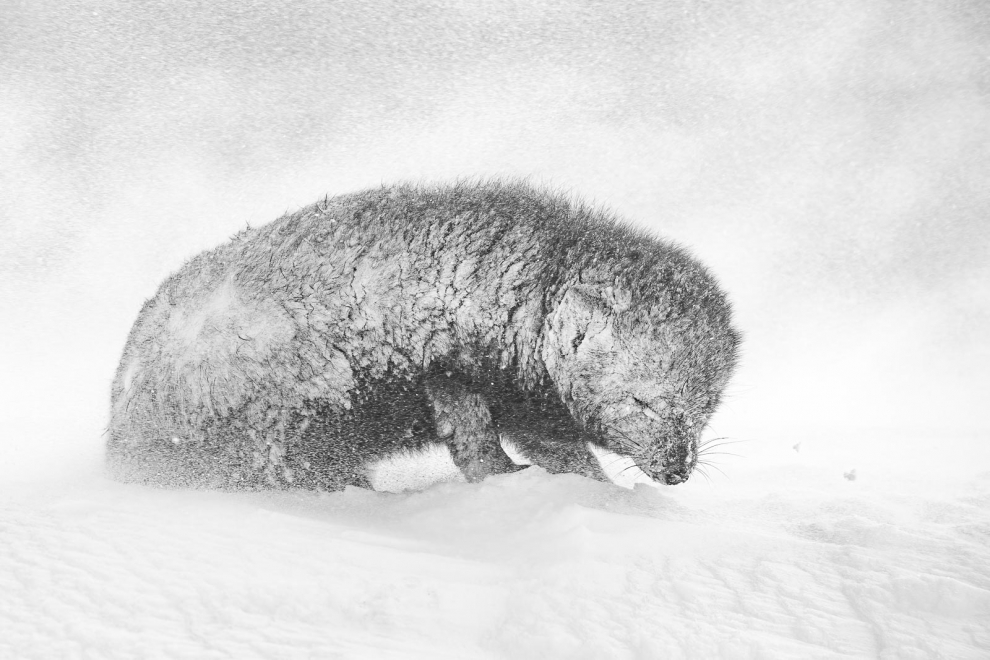 Vientos huracanados, temperaturas bajo cero y las fuertes nevadas hicieron que la caza fuera muy difícil para este zorro, por lo que se acostó hasta que pasase la tormenta y continuar la caza. La fotografía fue tomada en la Reserva Natural de Hornstrandir, en el extremo noroeste de Islandia.