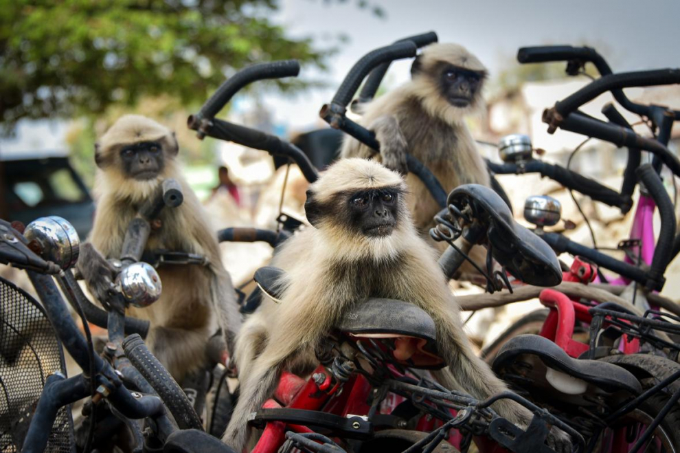 Finalista categoría Vida Silvestre Urbana. Ciclistas peludos en la India. Un grupo de langures pasan el rato en un parque de bicicletas en la ciudad de Hampi.