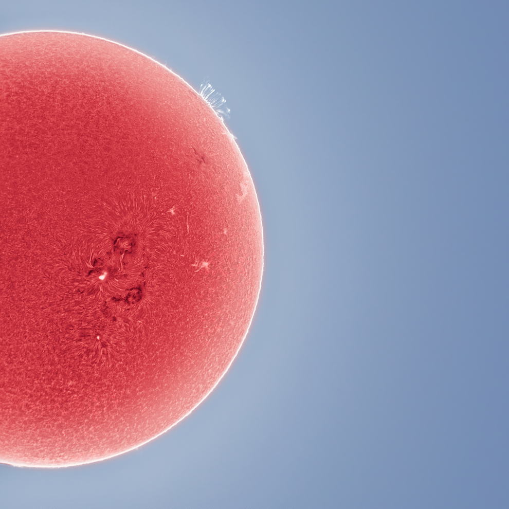 Esta imagen muestra cómo el campo magnético del Sol tira hacia arriba porciones de la cromosfera después de una gran llamarada solar, con las líneas del campo magnético en una pantalla cristalina a lo largo de la extremidad en luz de hidrógeno-alfa. Esto también sucedió mientras una región activa particularmente grande estaba a lo largo de la cara del disco solar. Elk Grove, California, EE.UU., 29 de noviembre de 2020