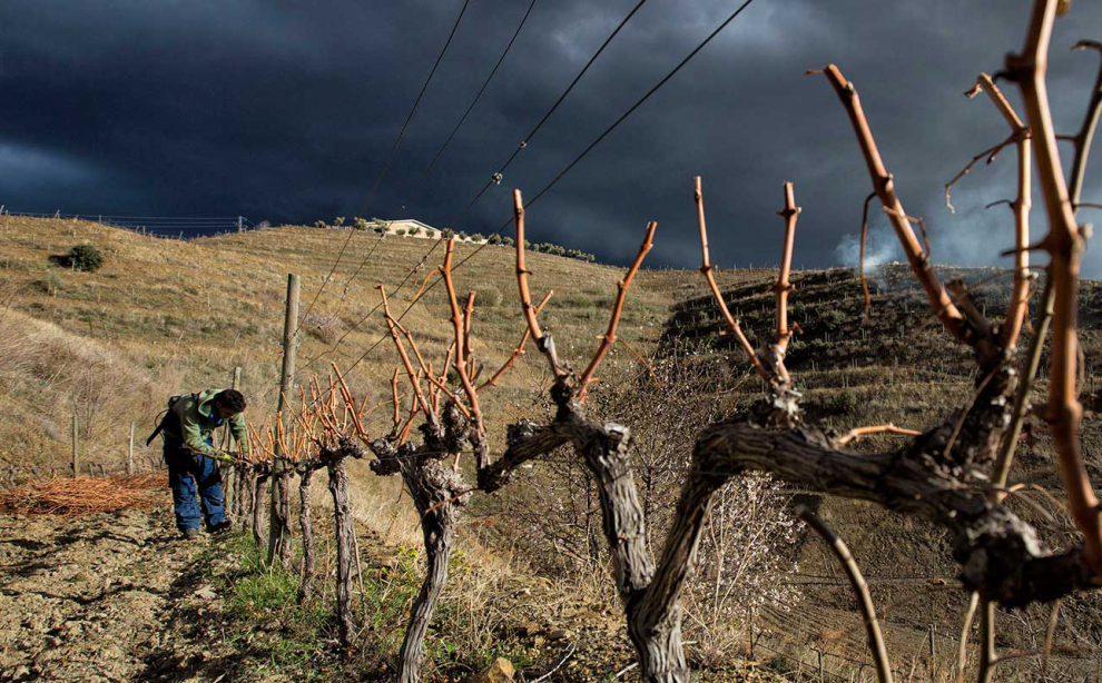 Desde 1996 Buil & Giné pone en marcha su propia producción de uvas tras una historia que empezó hace seis generaciones en los viñedos del Priorat.