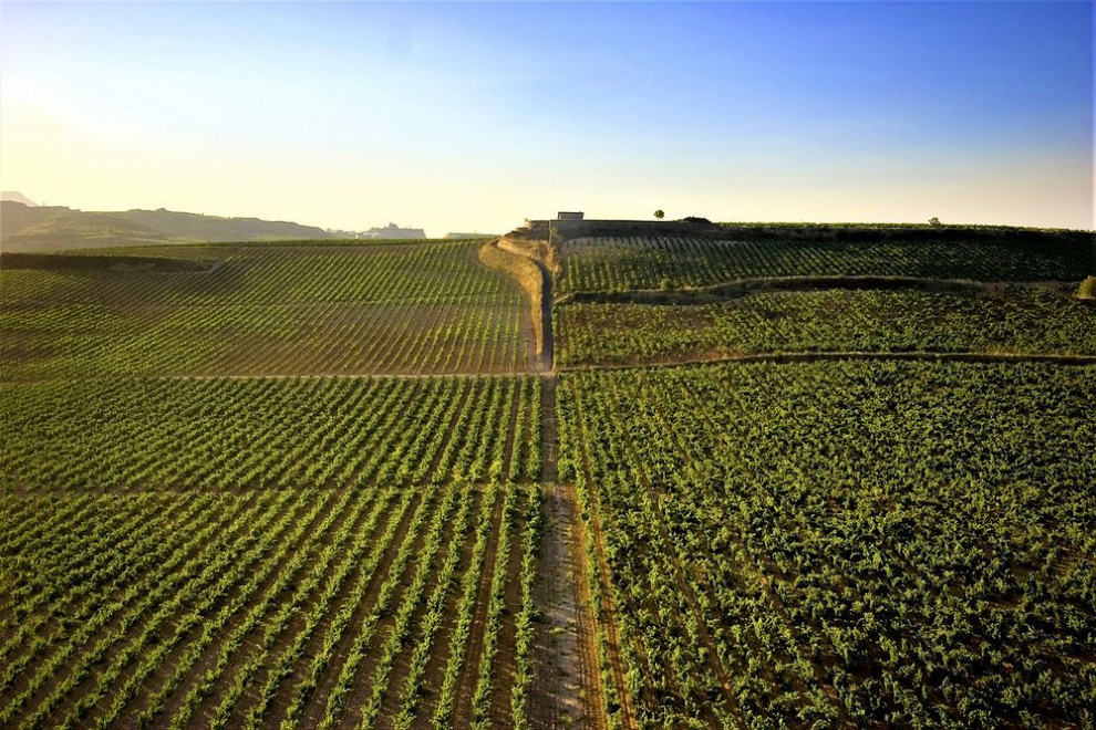Viña Tondonia es un hermoso viñedo de más de 100 hectáreas, situado a la margen derecha del río Ebro, donde se cultivan las viníferas más típicamente riojanas.