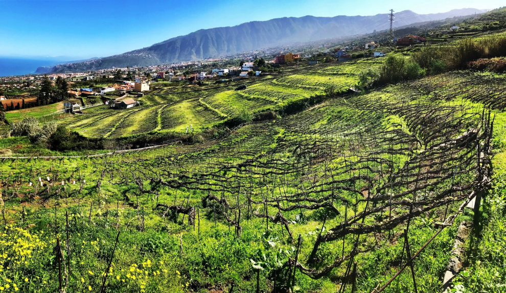 Suertes del Marqués es una bodega familiar que comienza a elaborar vinos en el año 2006 en el Valle de la Orotava, en el norte de la isla de Tenerife.