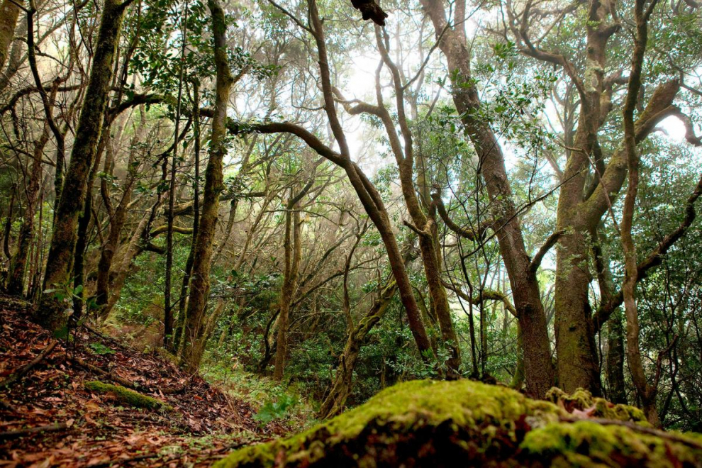 Situado en el centro de la Isla de La Gomera, en el archipiélago de las Canarias, este parque natural posee un bosque de laureles que cubre casi las tres cuartas partes de su superficie. La humedad emanada de sus numerosos manantiales y arroyos propicia el crecimiento de una exuberante vegetación análoga a la de la Era Terciaria, que ha desparecido por completo de la Europa Meridional, debido a los cambios climáticos. Declarado Patrimonio de la Humanidad en 1986