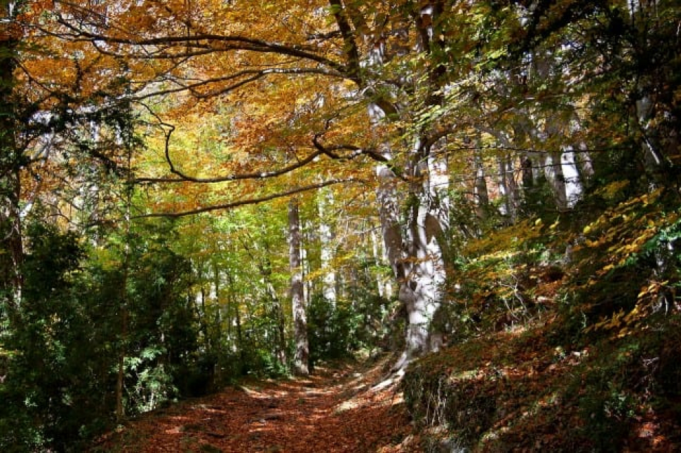 Un bosque con hayas que superan los 30 metros de altura, con algunos ejemplares de más de 200 años.