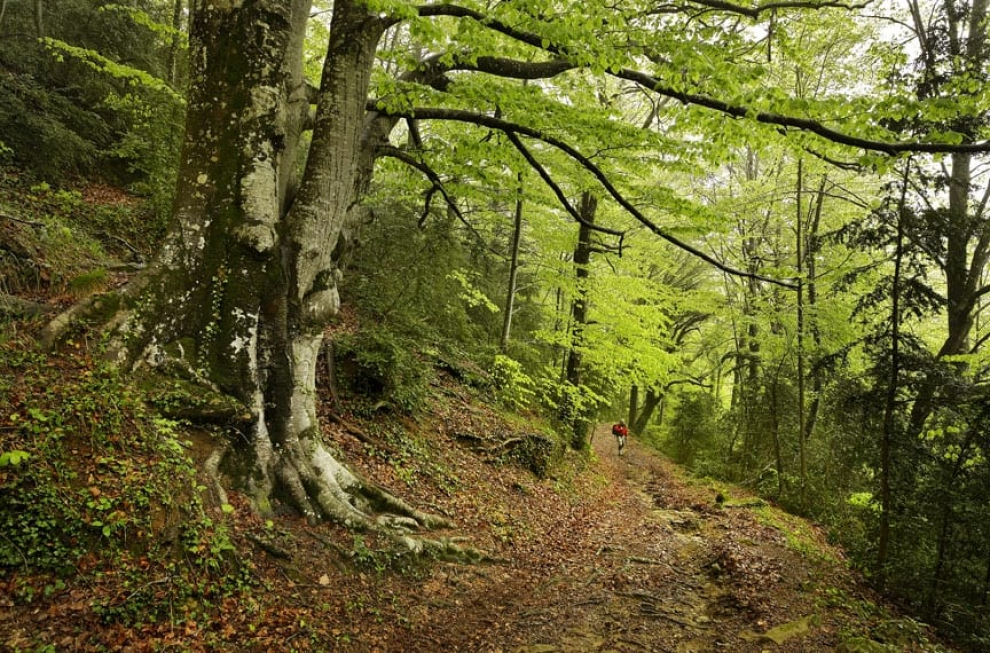 En este hayedo, de tan solo 13 hectáreas, encontrarás los árboles silvestres más altos de Catalunya que llegan a alcanzar 30 metros de altura, en un entorno de gran diversidad natural, tanto de flora como de fauna.
