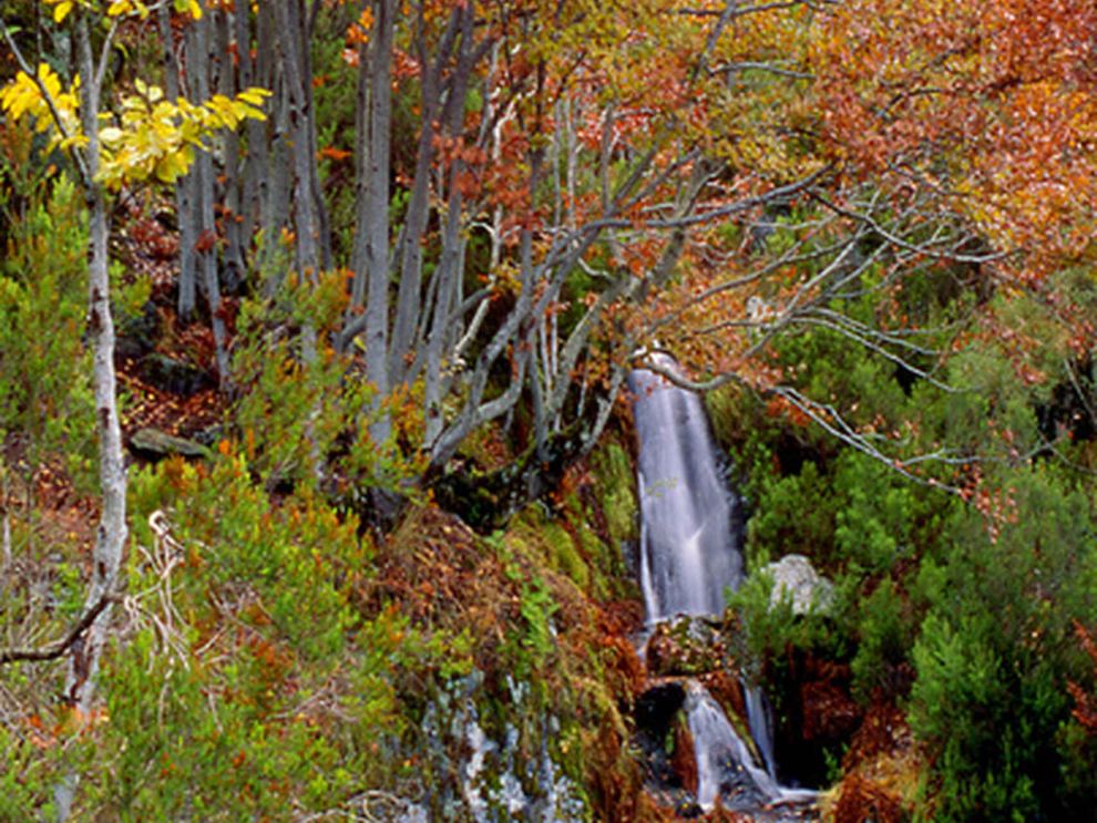 El bosque se sitúa entre dos valles flanqueados por altas y afiladas crestas rocosas, cuando llega el otoño crece en su suelo el apreciado Boletus Edulis.
