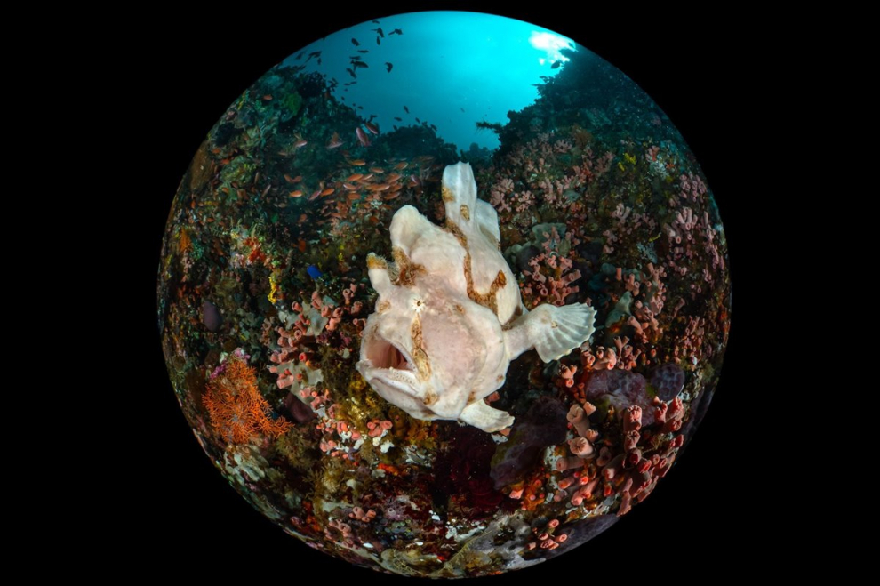 Fotografía ganadora primer premio en la categoría Compact Wide Angle. "El pez sapo gigante, Antennarius commerson, es uno de los peces más inusuales que se encuentran en los arrecifes de coral. Están excepcionalmente bien camuflados y pueden parecerse a una esponja, un coral o una roca".