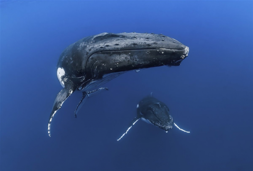 Fotografía ganadora tercer premio en la categoría Wide Angle. Todos los años, a principios de julio, las ballenas jorobadas madres vienen a Tonga desde la Antártida para dar a luz a sus crías, y permanecen allí hasta que las crías crecen y pueden regresar a la Antártida con ellas.