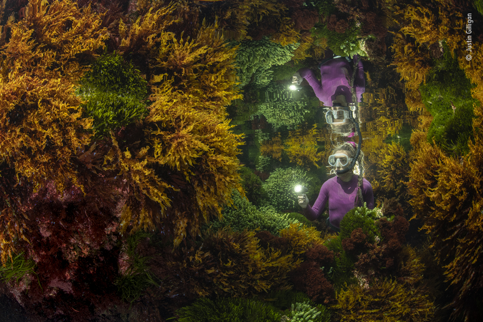 Un guardabosques marino se refleja entre las algas. En el arrecife tropical más austral del mundo, Gilligan quería mostrar cómo la gestión humana cuidadosa ayuda a preservar esta vibrante jungla de algas. Con solo una ventana de 40 minutos donde las condiciones de la marea eran las adecuadas, necesitó tres días de prueba y error antes de obtener su imagen. Los impactos de la crisis climática, como el aumento de la temperatura del agua, están afectando a los arrecifes. Los bosques de algas sustentan a cientos de especies, capturan carbono, producen oxígeno y protegen las costas.
