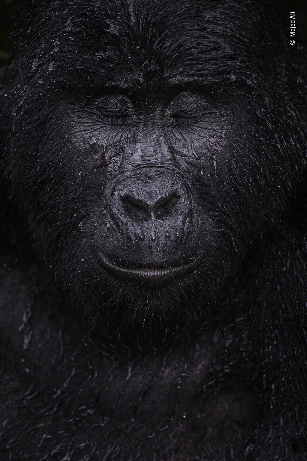 Ali caminó durante cuatro horas para encontrarse con Kibande, un gorila de montaña de casi 40 años. "Cuanto más subíamos, más calor y humedad se hacía", recuerda. Cuando comenzó a caer una lluvia refrescante, Kibande permaneció al aire libre, pareciendo disfrutar de la ducha. Los gorilas de montaña son una subespecie del gorila oriental y se encuentran en altitudes superiores a los 1.400 metros en dos poblaciones aisladas: en el volcán Virunga y en el área de Bwindi. Están en peligro por la pérdida de hábitat, las enfermedades y la caza furtiva.