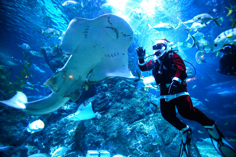 Un buzo disfrazado de Papá Noel nada junto a un tiburón en el acuario Sea Life.