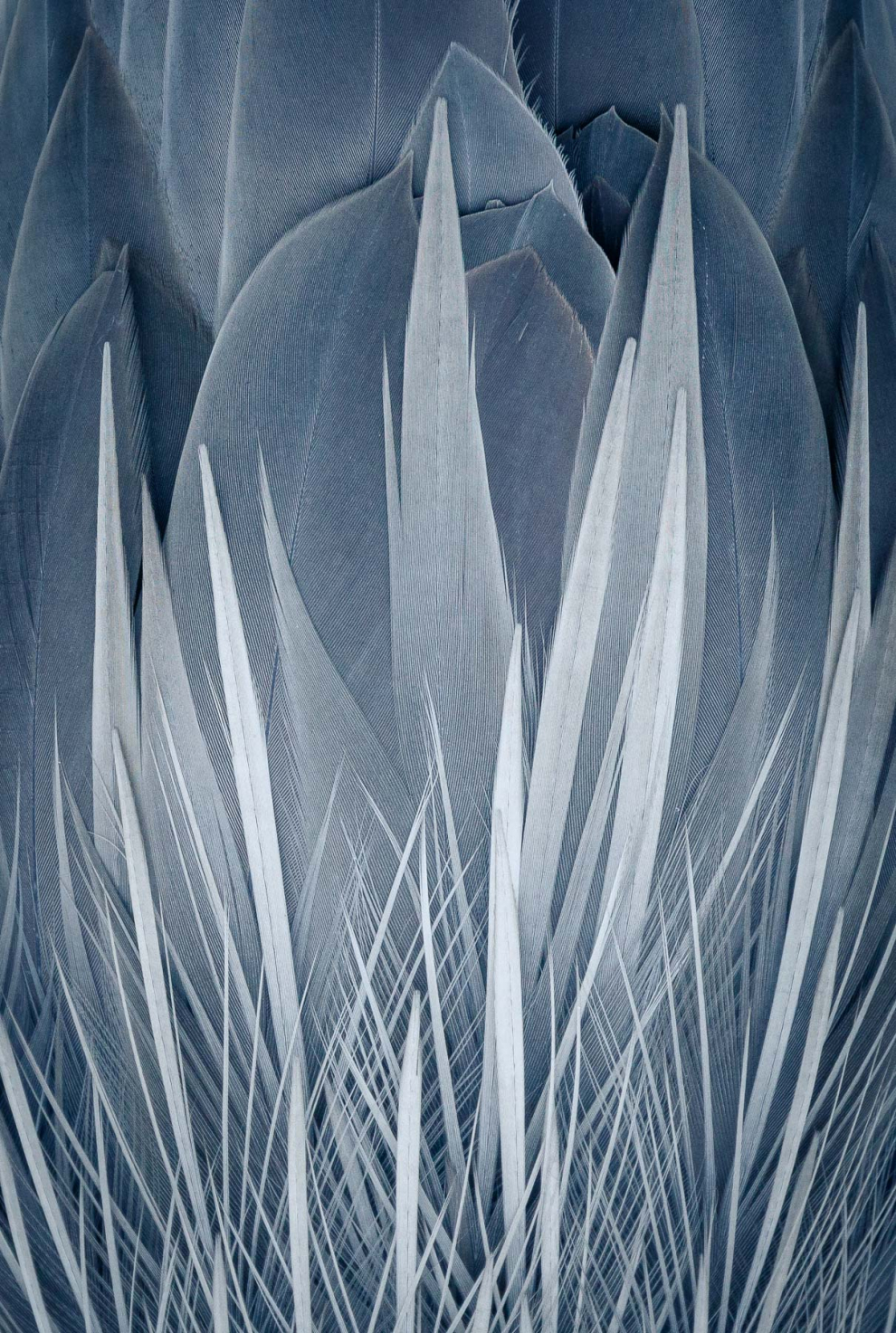 La garza azul es una de las especies más comunes en mi zona. Está bastante habituada a los humanos y suele quedarse quieta durante mucho tiempo. Ofrecen oportunidades para ser fotografiadas, por lo que es un error pasarlas por alto. Con esto en mente y en lugar de tomar otra foto de una garza azul simplemente de pie, decidí hacer un zoom y centrarme en las plumas de su espalda. Al revés, las plumas parecen una intrincada ilustración de fuego, o tal vez algún tipo de flor.