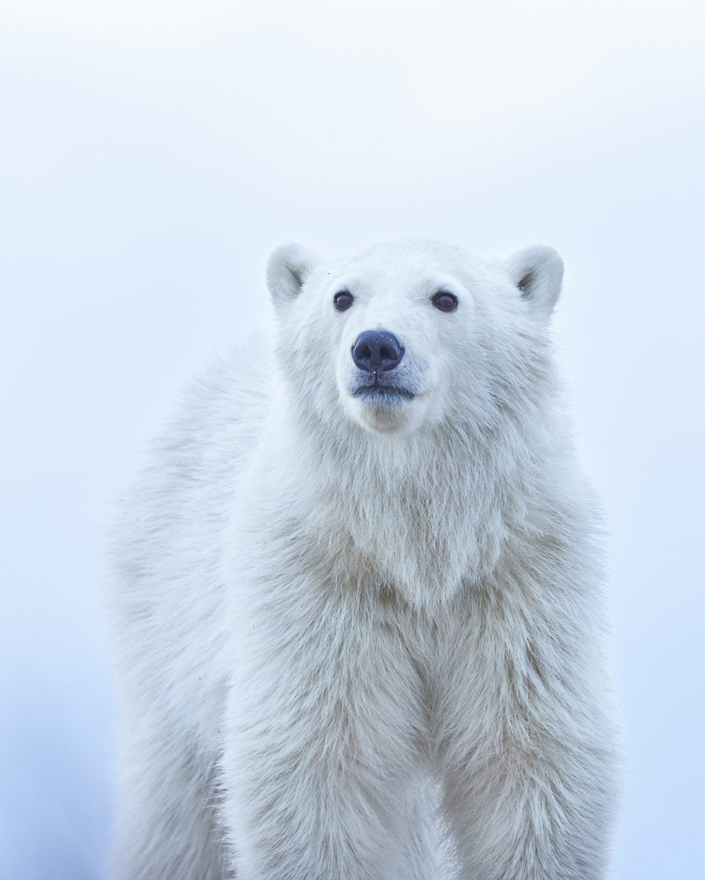 Un cachorro de oso polar mirando con nostalgia a la distancia.