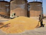 El CSIC en Pontevedra y Zaragoza estudia la conservación del maíz argelino
