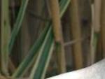 La población de cigüeña blanca alcanza un récord histórico con mil parejas en Palencia