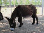 Convocan para el domingo una "ruta romana" en burro para rendir un "homenaje" a este animal