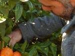 Agricultor en un campo de naranjas