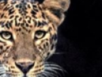 Un fotofrafo consigue la foto ‘perfecta’ de un leopardo y una pantera