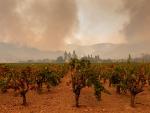 Los fuegos y la pandemia dejan un año maligno para las bodegas de Napa Valley