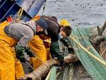 Miles de empleos dependen de la pesca del calamar en la zona de las Malvinas