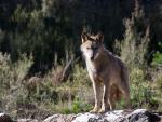 Imagen de un lobo ibérico en un centro de Robledo de Sanabria