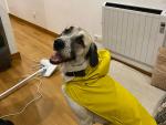 Fotografía de Terra, un perro gallego con un chubasquero de la colección de Zara de ropa para perros.