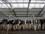 El modelo sobre las granjas lecheras o porcinas ha entrado de lleno en España