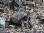 tortuga Chelonisis phantasticus