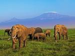 Los elefantes han perdido el 70% de su población en 10 años y miles de especies están al borde del colapso, según WWF.