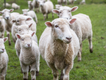 Grupo de ovejas en el campo.