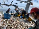España rechaza la nueva propuesta sobre la pesca en el Mediterráneo