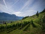 El sector vinícola busca rentabilidad dentro de la producción sostenible