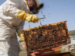 apicultura-abejas-ep