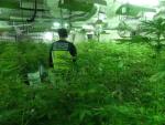 Desmantelan un cultivo hidropónico de marihuana con más de 1.000 plantas en Alcoi